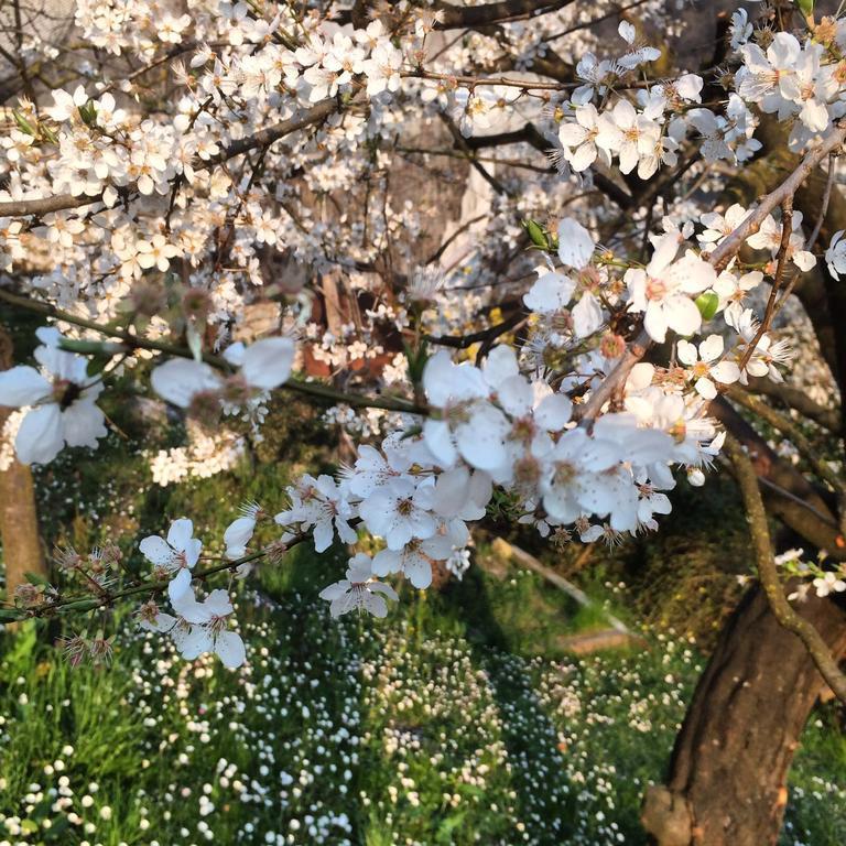 B&B Alla Bonacina Malnago エクステリア 写真